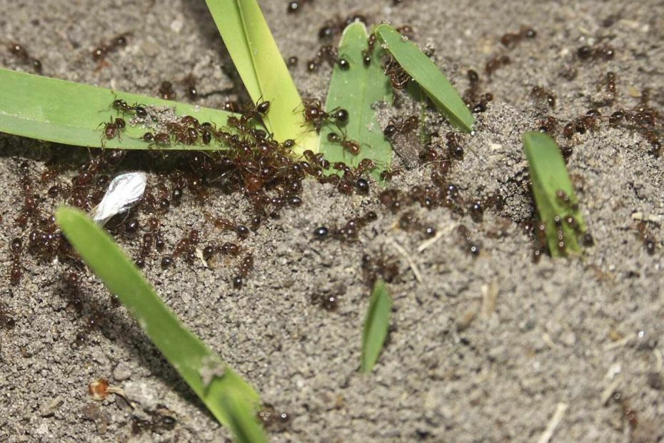 Wie man den Anthill in Ihrem Haus und auf der Handlung schnell und einfach zerstört: die besten Tipps. 