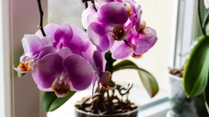 Gießen Sie drei Esslöffel in den Topf. Eine kleine Orchidee wächst wie Unkraut.