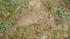 Ameisen werden kein Problem mehr sein. Bestreuen Sie sie einfach in den Garten.