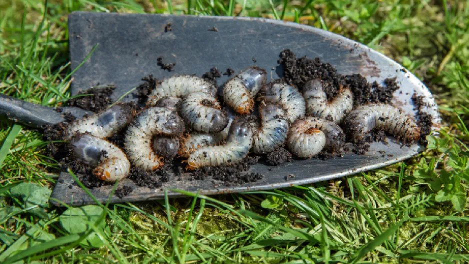 Sie ernähren sich vom Boden. Gießen Sie es in den Garten und verschwinden alle. 