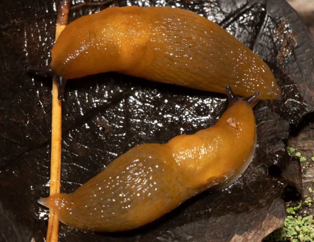 Streuen Sie einfach Ihren Garten. Slugs berühren Ihr Gemüse und Blumen nicht einmal.
