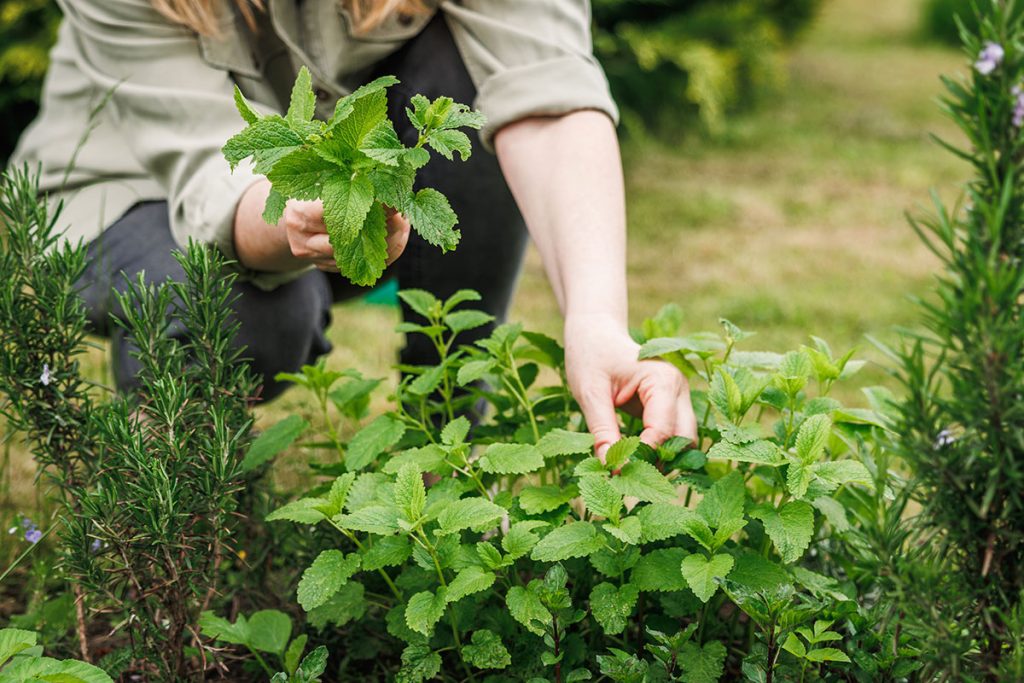 Minze im Garten: Die Fallstricke, die für ein ideales Wachstum zu vermeiden sind 