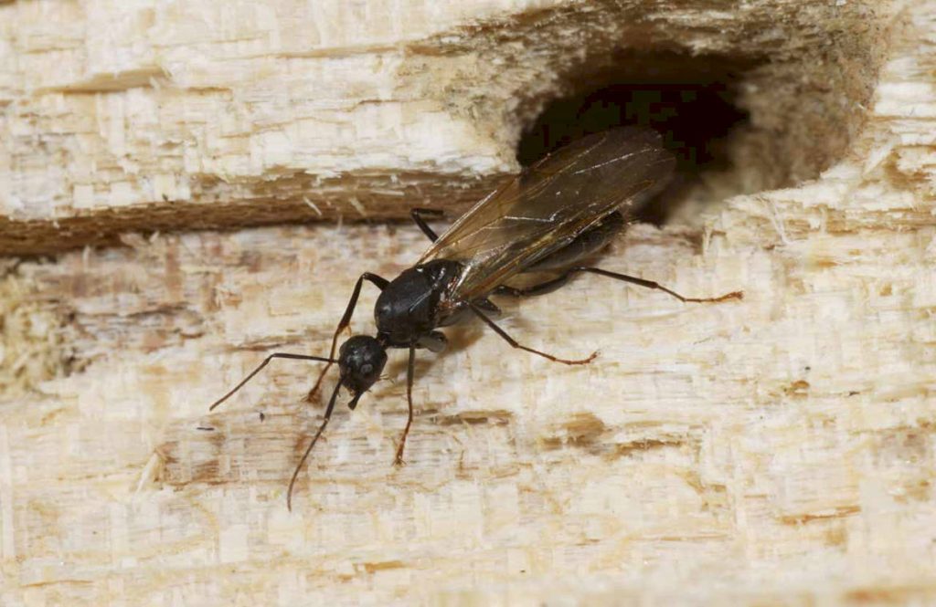 Dieses Küchenpulver wirkt ein natürliches Mittel gegen Ameisen und Fliegen.