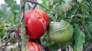 Entfernen Sie sie aus dem Busch. Tomaten werden sofort aufhören zu knacken.