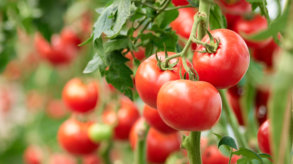 Wenn die Tomaten die Blätter kräuselt, legen Sie das Glas sofort unter den Strauch und alles glatt, die Klumpen kann nicht gestoppt werden.