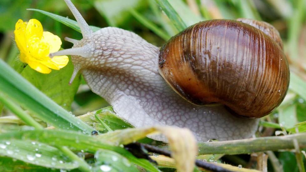 Ins Wasser gießen und in den Garten gießen. Vergiss die Schnecken