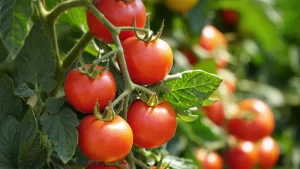 Wichtige Befruchtung von Tomaten im Juni. Für dichte Sträucher und eine reiche Ernte