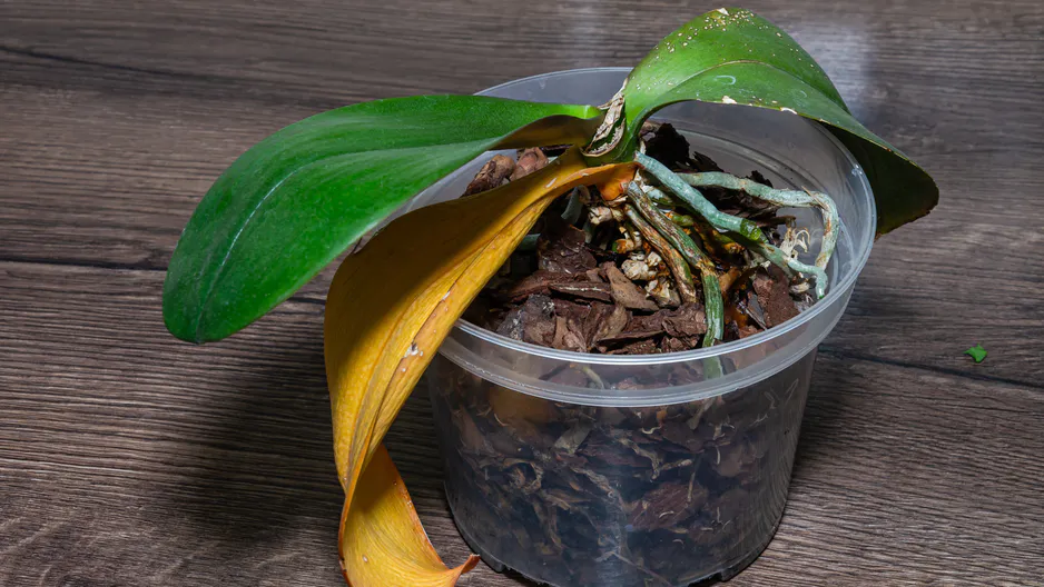 In einen Topf gießen. Die Orchidee wird lebendig und blühen mit neuen Blumen. 