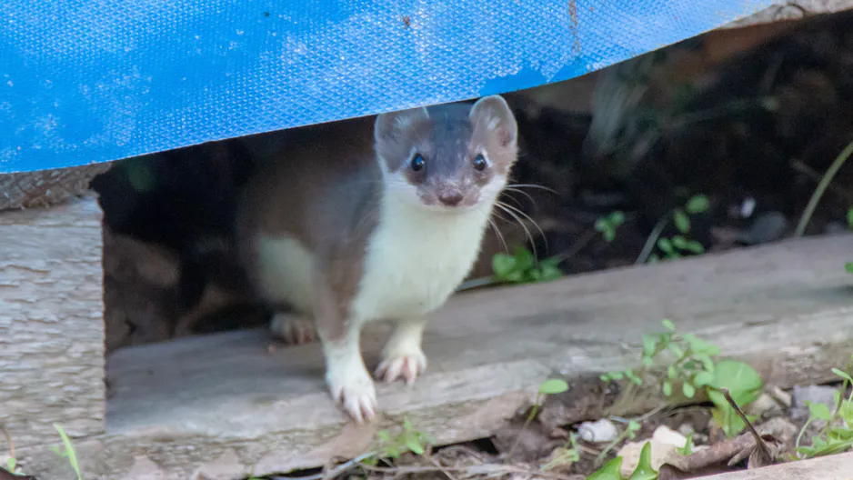 Es ist nicht Kunka. Wenn Sie etwas im Garten sehen, antworten Sie sofort. 