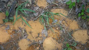 Gießen Sie in den Anthill. Ameisen verschwinden in einem Schnappschuss.