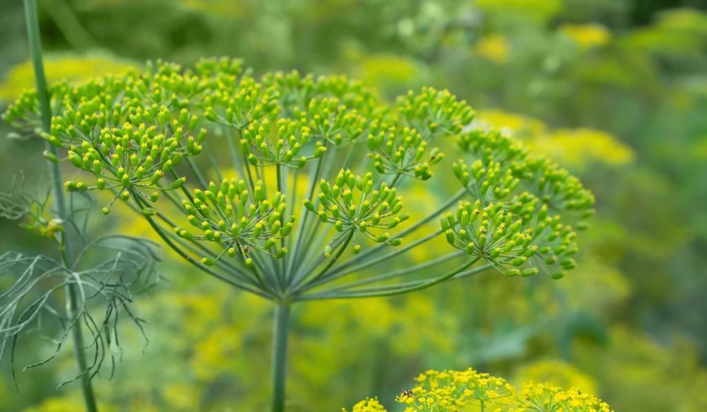 Ich mische es mit Knoblauch und bestreuen Sie es mit Dill. Diese Methode des Kampfes gegen Blattläuse ist 100 -mal effizienter als Kaffeegelände. 