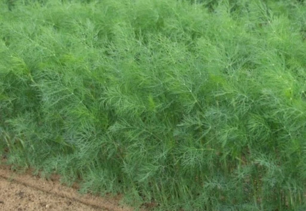 Gärtner enthüllten, warum sie im Garten keine Minze wachsen und was besser zu pflanzen ist