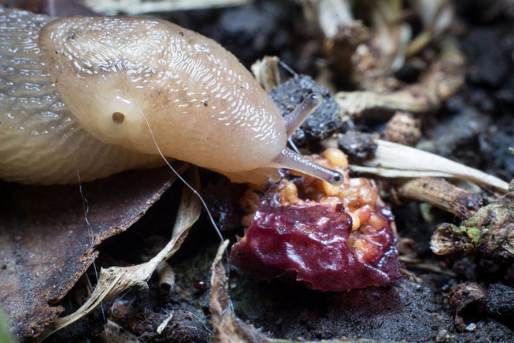 Nichts half Slugs ... bis dieser erstaunliche Trick erschien, der von immer mehr Gärtnern erworben wurde. 