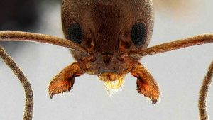 Pest. Was bedeutet das Auftreten von Ameisen im Haus?