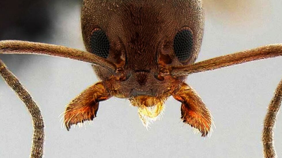 Pest. Was bedeutet das Auftreten von Ameisen im Haus? 