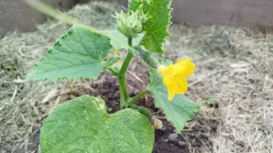 Ich bestreuen Asche auf Gurken - die Früchte sind doppelt so stark, die Blätter sind grün wie ein Sorrel