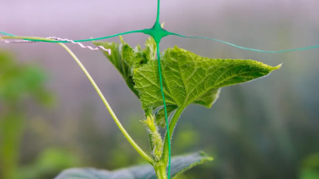 Die Ernte doppelt so viel größer: Agronomist hat im Juni vier Möglichkeiten zur korrekten Gestaltung von Gurken enthüllt 