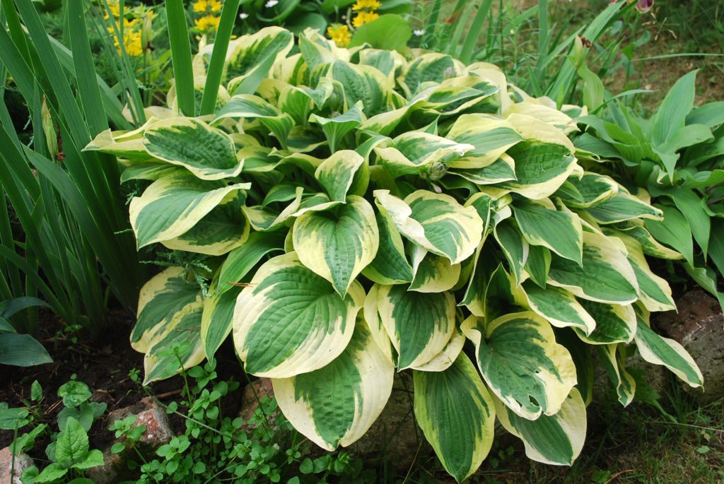 Schöner Garten ohne Sorgen: Top 5 an undemandelnde Blumen 