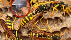 Er baute einen Eimer auf dem Nest einer Wespe. In ein paar Minuten wurde er das Problem los.