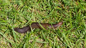 Ins Wasser gießen und in den Garten gießen. Vergiss die Schnecken