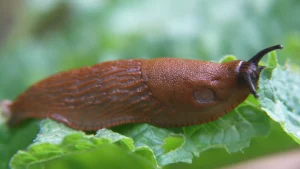 Anstatt sie rauszuwerfen, sie zu zerquetschen und im Garten zu streuen. Nach 24 Stunden höre ich nur von Schnecken von den Nachbarn.