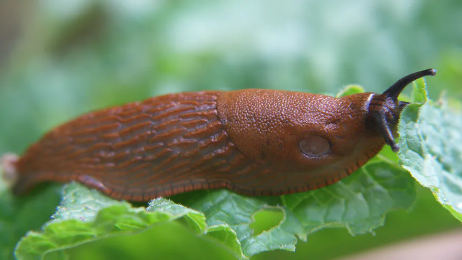 Anstatt sie rauszuwerfen, sie zu zerquetschen und im Garten zu streuen. Nach 24 Stunden höre ich nur von Schnecken von den Nachbarn. 
