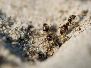 Ich gieße diese natürliche Flüssigkeit um den Anthill. Ameisen verschwinden ein für alle Mal aus dem Garten