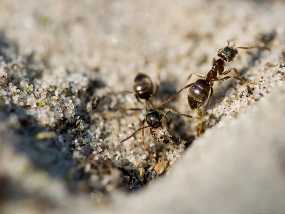 Ich gieße diese natürliche Flüssigkeit um den Anthill. Ameisen verschwinden ein für alle Mal aus dem Garten 
