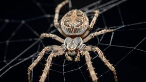 Pflanzen, die in der Regenzeit braune Spinnen von Einzelgänger und schwarzen Witwe abweisen.