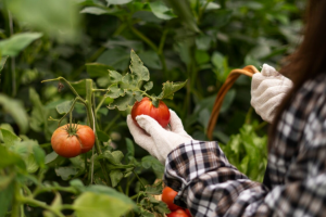 Tomaten werden zugrunde gehen, wenn Sie weglassen: Ab dem 15. Juni fügen Sie 20 g zum Boden - Schimmelpilze erscheint nicht