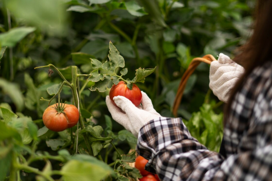 Tomaten werden zugrunde gehen, wenn Sie weglassen: Ab dem 15. Juni fügen Sie 20 g zum Boden - Schimmelpilze erscheint nicht 