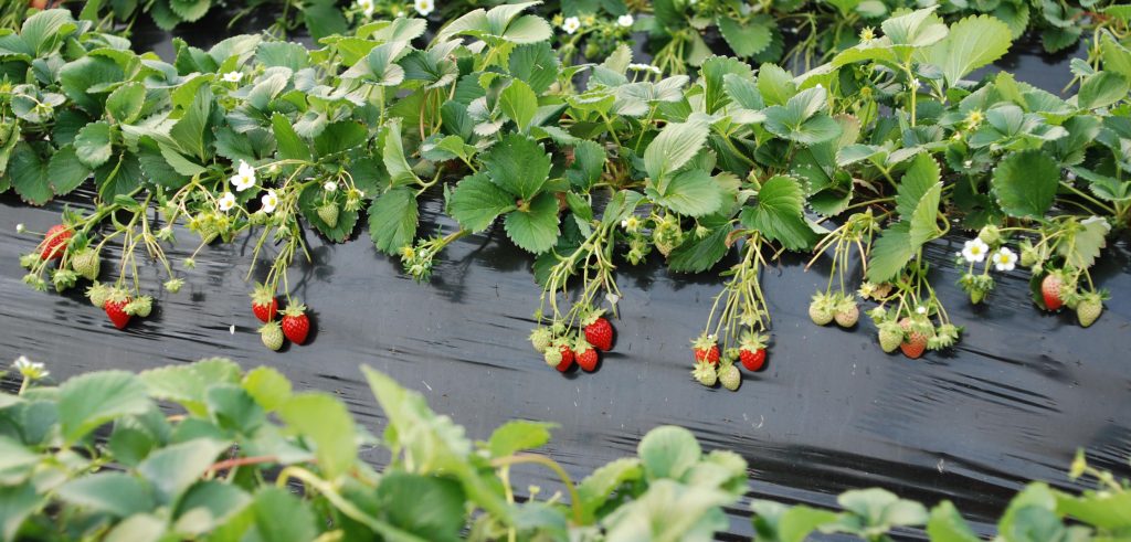 Möglichkeiten, Erdbeeren zu mulchen, die die Ernten verdoppeln und die Schläge auf ein Minimum reduzieren