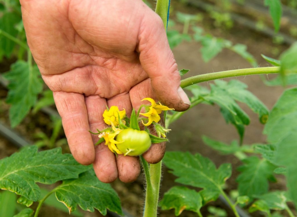 Warum lassen Tomaten Blumen fallen? Einfacher Gärtnerrat, um zu verhindern, dass Tomatenblumen fallen