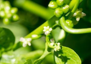 Dekorative Creeper mit essbaren und gesunden Blättern. Malabar Spinat - Anbau und Verwendung