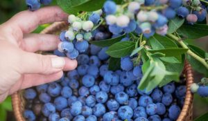 Die wichtigste Behandlung im Juni. Der Blaubeerstrauch biegt sich unter dem Gewicht der Früchte.