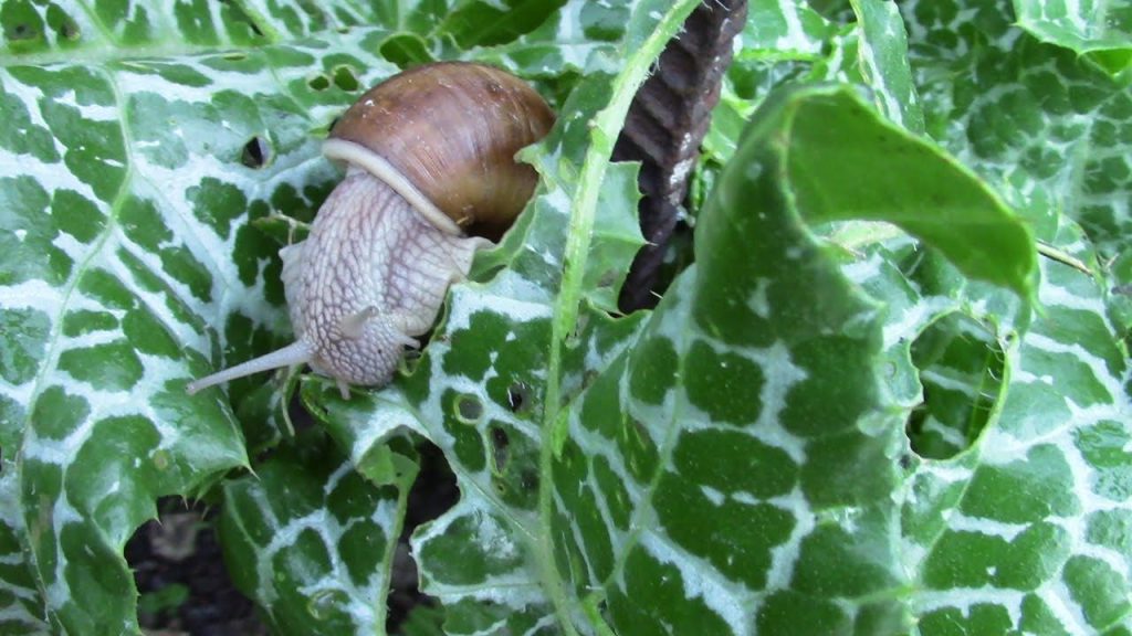 Welches Gemüse mögen Schnecken nicht? 