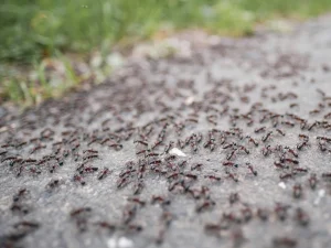 Kocht und kochendes Wasser hineingießen. In 48 Stunden vergessen Sie die Ameise.