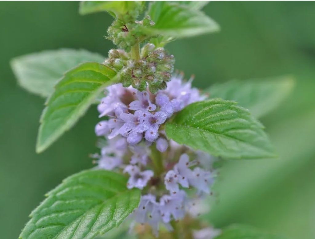Denken Sie nicht einmal, dass Sie diese Pflanze in Ihren Garten pflanzen werden: Es riecht angenehm, zieht Bienen an und verursacht Unannehmlichkeiten.