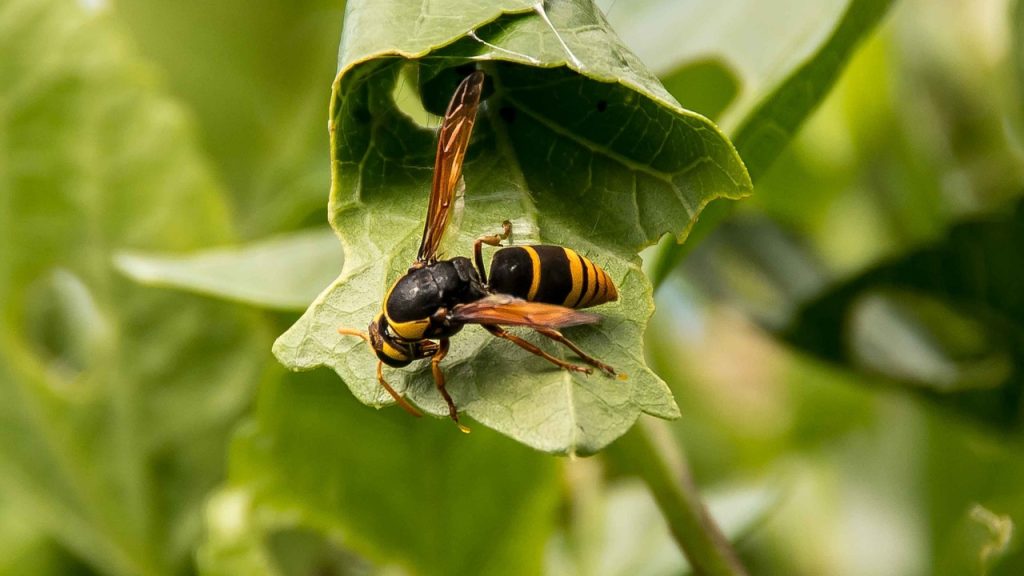Hängen Sie es auf die Terrasse, die Wespen werden sich nicht einmal nähern. Es ist der beste Weg, sie loszuwerden.