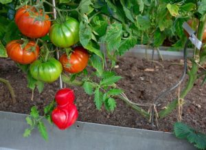 Hochblumende Betten - Hit Garden. Wie man sie baut und was soll man am besten auf ihnen wachsen