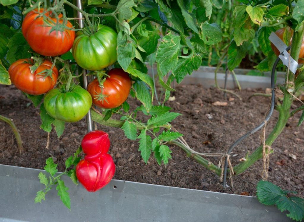 Hochblumende Betten - Hit Garden. Wie man sie baut und was soll man am besten auf ihnen wachsen 