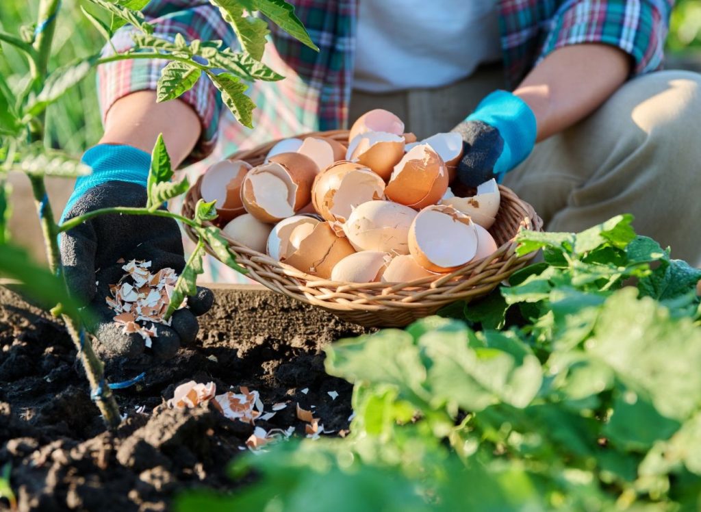 Welche Nährstoffe brauchen Tomaten? Bereiten Sie einen saisonalen Dünger aus natürlichen Zutaten vor