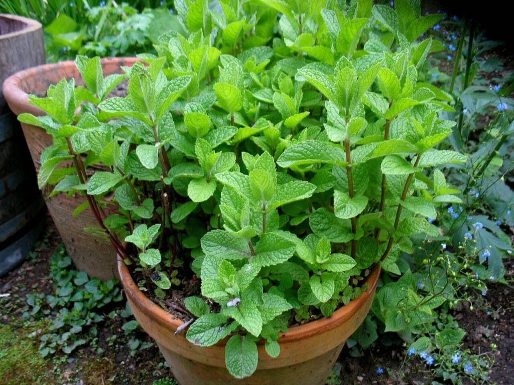Minze im Garten: Die Fallstricke, die für ein ideales Wachstum zu vermeiden sind