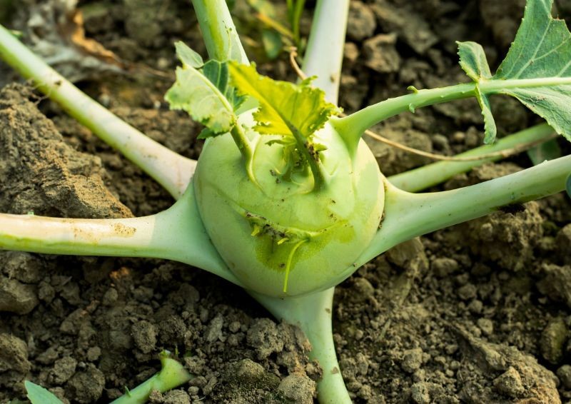 Gemüse für die Ernte im Spätherbst. Welches Gemüse im Juni zu säen?