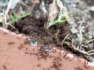 Hast du Ameisen im Garten? Es gibt eine einzige effektive Möglichkeit, sie loszuwerden