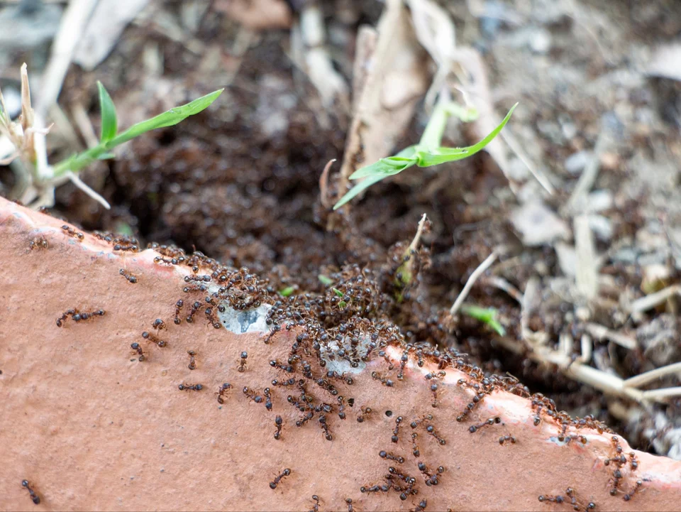Hast du Ameisen im Garten? Es gibt eine einzige effektive Möglichkeit, sie loszuwerden 