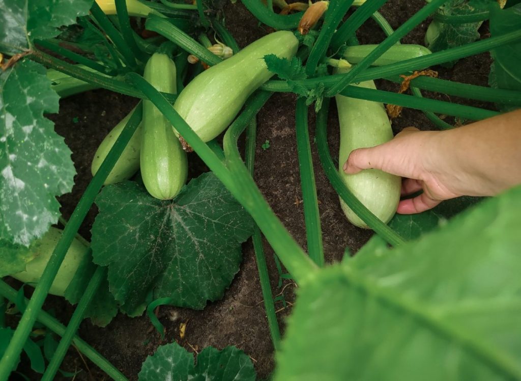 Zucchini -Fertilisation in einzelnen Wachstumsphasen. Gesunde und reiche Früchte während der gesamten Saison