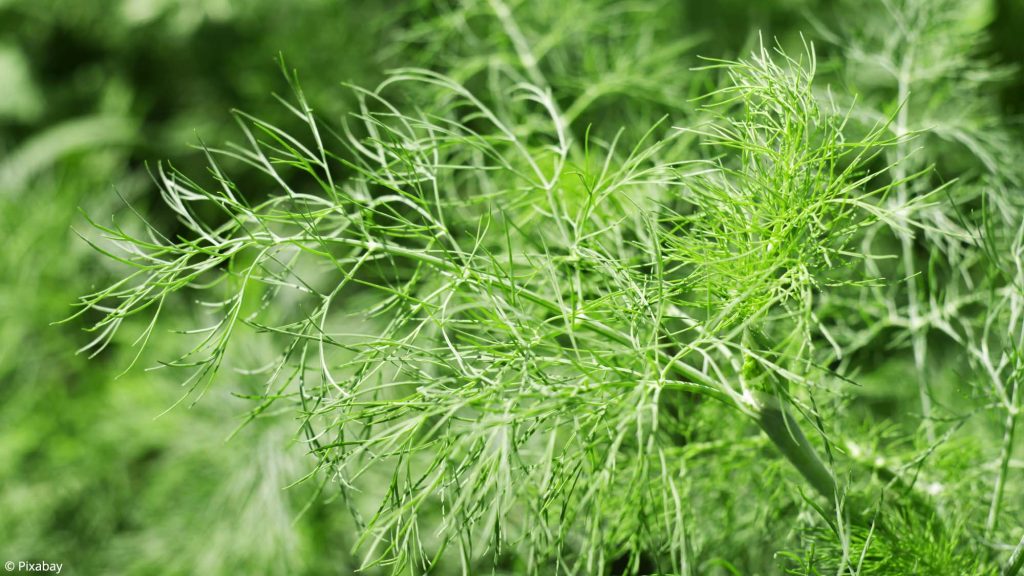 Die Blattläuse greifen sogar Dill an, aber dieses Sprühen hielt nicht an. 