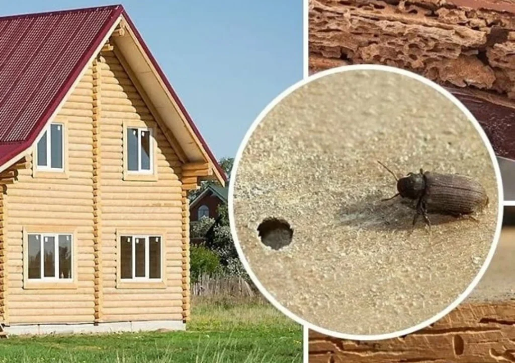 Wie man Holzschiff loswerden: Tipps für einen effektiven Kampf gegen Haushaltsschädlinge