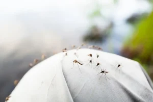 Ein einfaches Blatt Toilettenpapier ist ausreichend… und Mücken verschwindet in Minuten: ein natürlicher Sommertrick